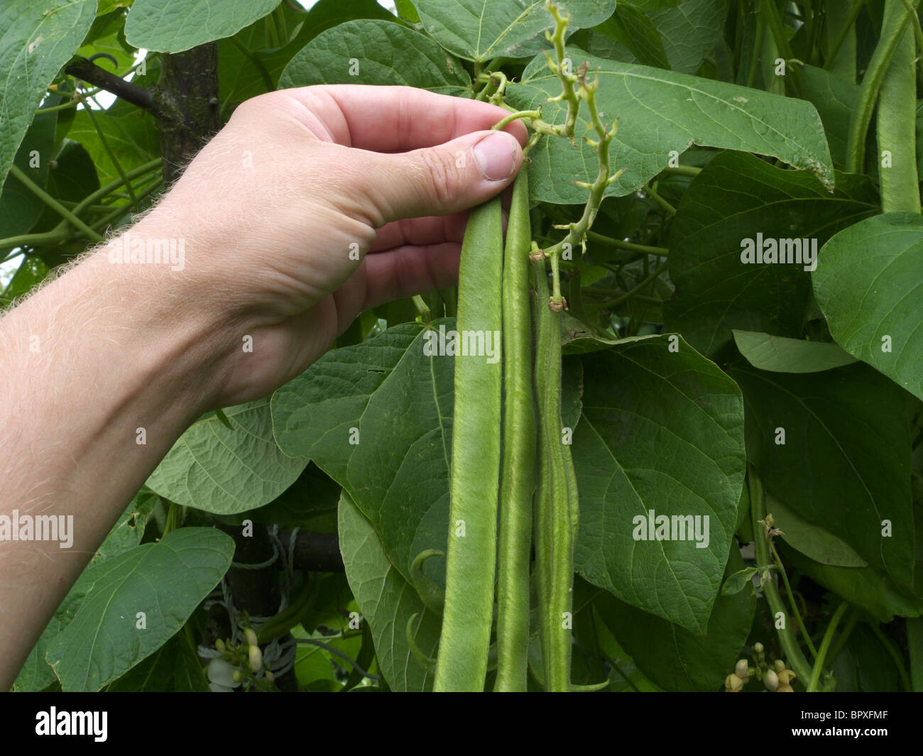 Caucasian Male Picking Runner Beans, UK MODEL RELEASED Stock Photo Alamy