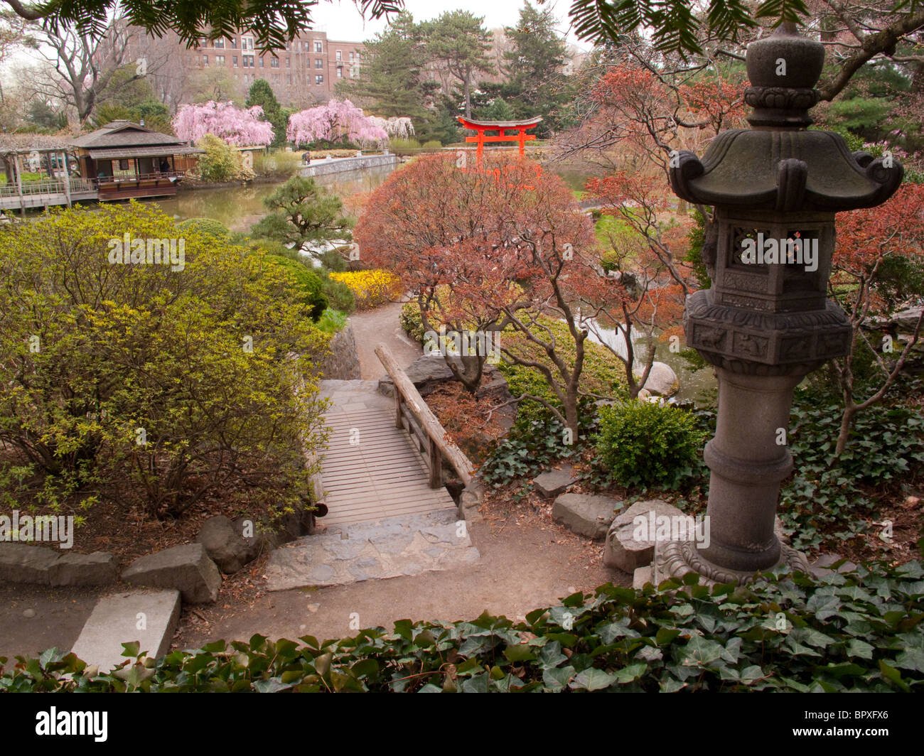 Cherry Blossoms Torii gate Japanese Hill and Pond garden spring