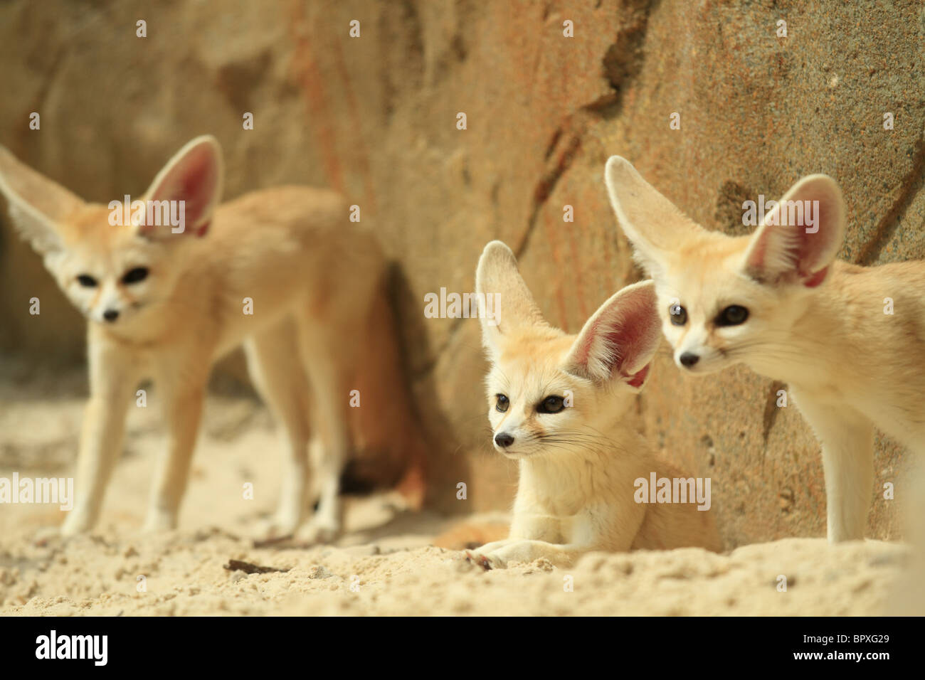 Captive Fennec Foxes (Latin name Vulpes zerda) photographed at