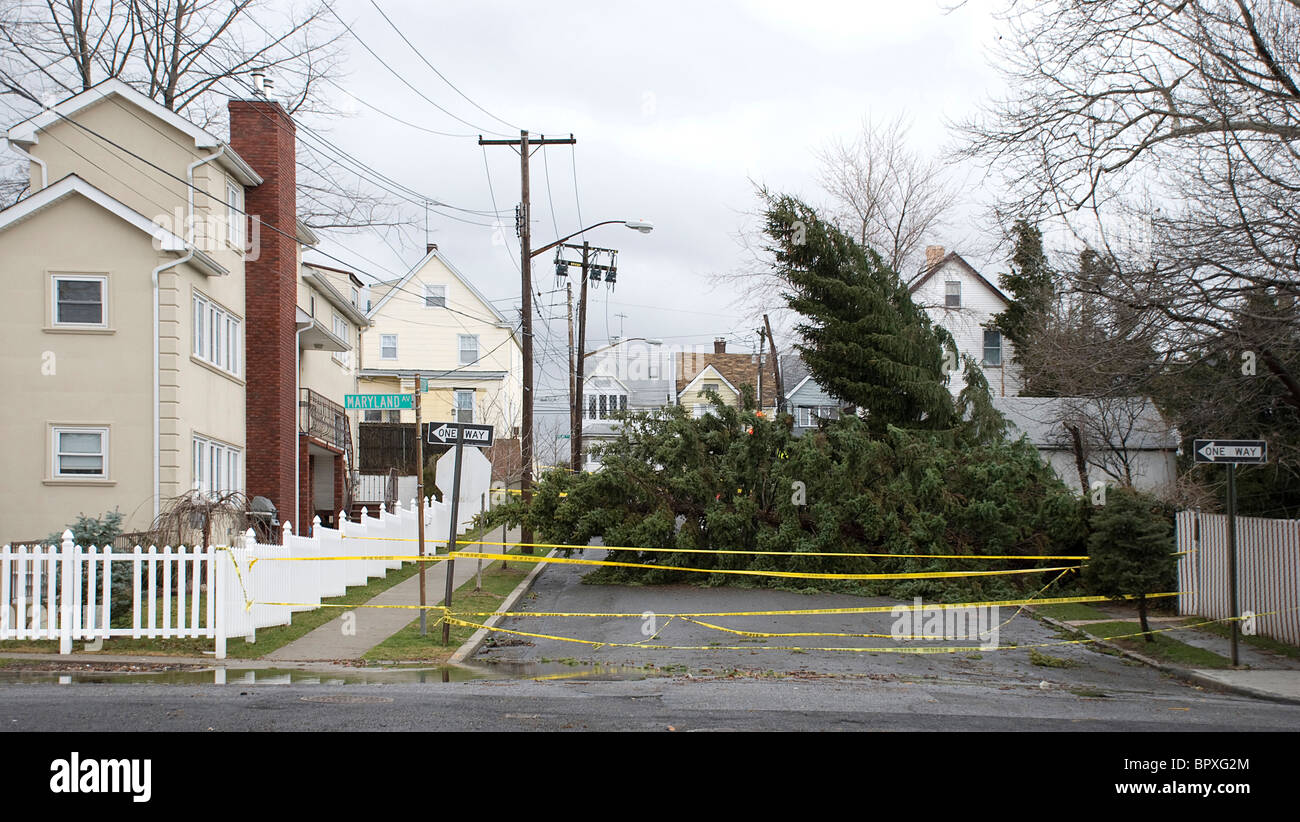 Fallen evergreen tree blocking road in residential neighborhood after winter wind and rain storm Stock Photo