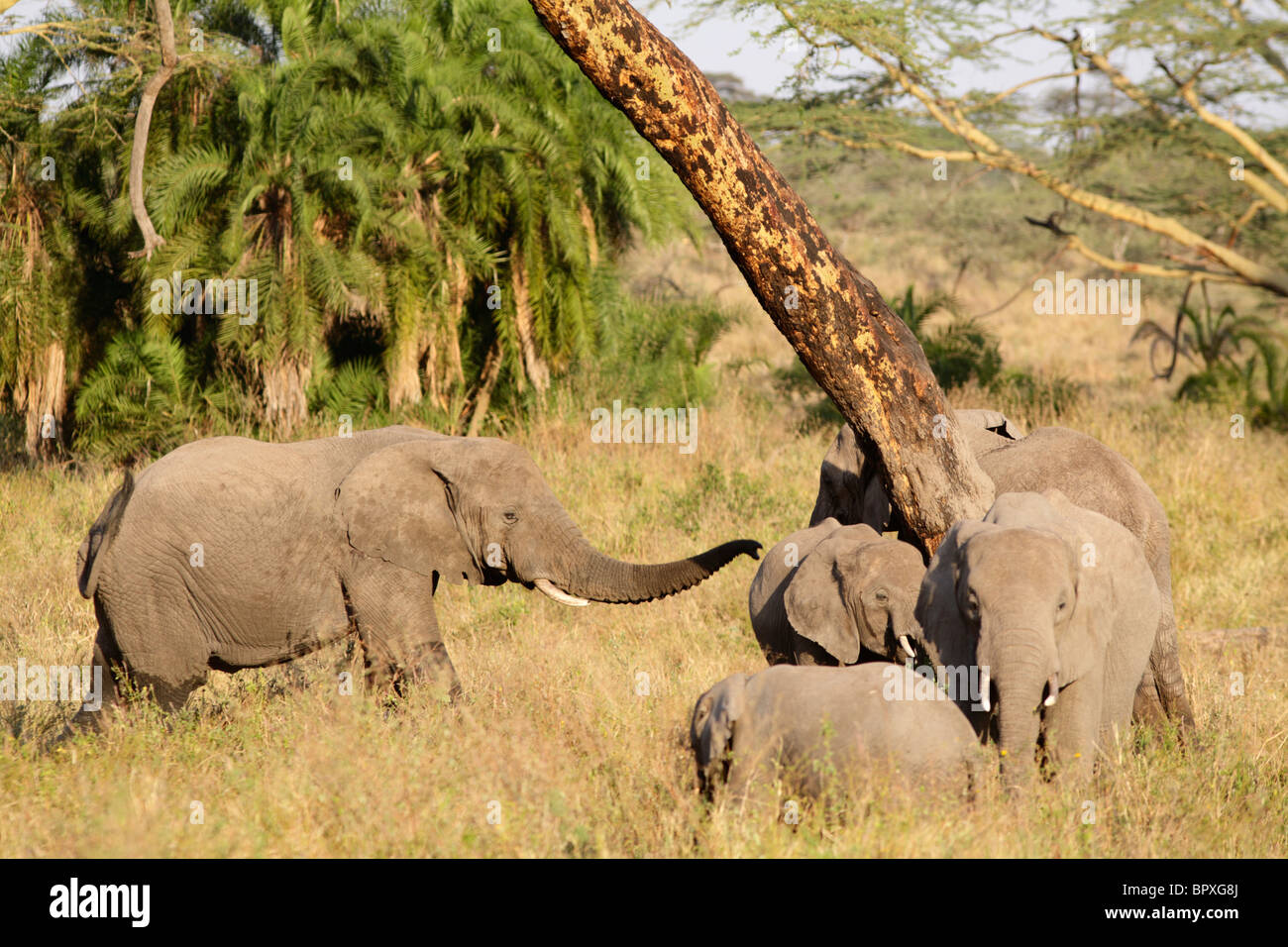 African Elephants  (Loxodonta africana), Selous Game Reserve, Tanzania Stock Photo