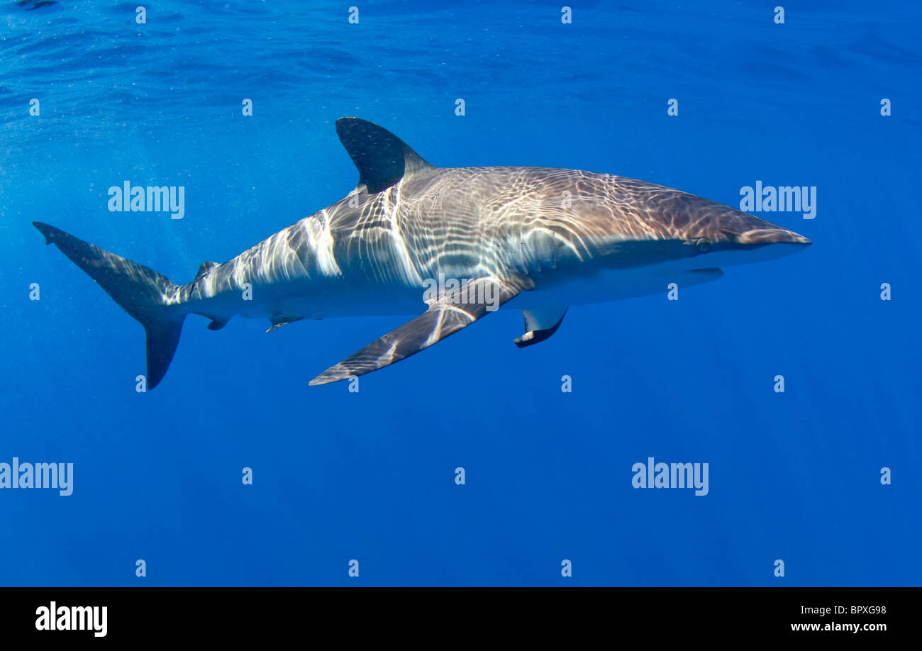 Silky Shark Stock Photo
