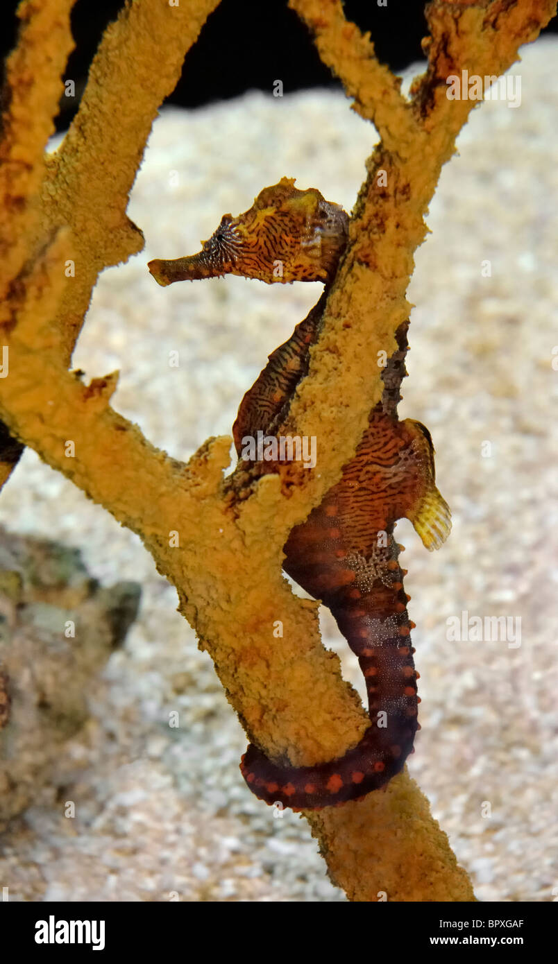 Lined Seahorse Hippocampus erectus at Ripley&rsquo;s Aquarium of the Smokies