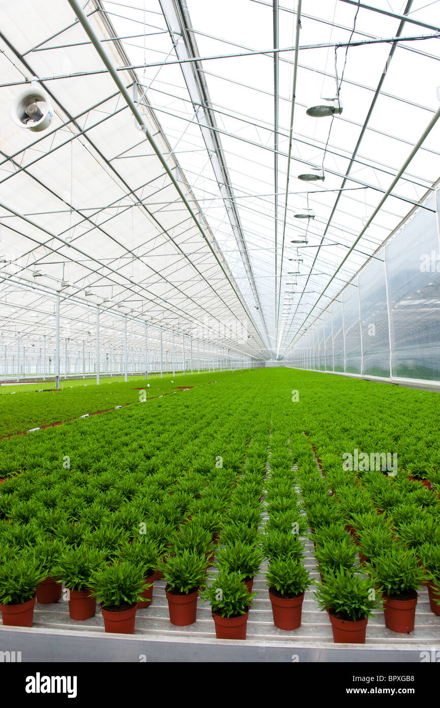 Diversity of plants in greenhouse Stock Photo