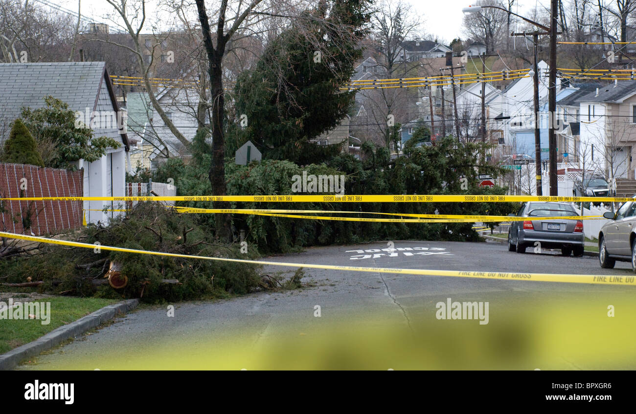 Caution tape over fallen evergreen tree blocking road in residential neighborhood after winter wind and rain storm Stock Photo