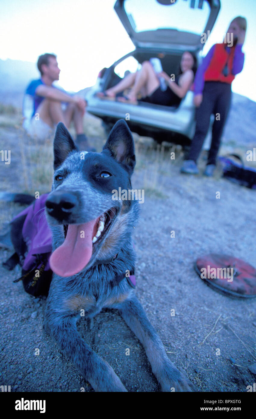 Dog and group of hikers resting near car at The Buttermilk Boulders near Bishop, California. Stock Photo