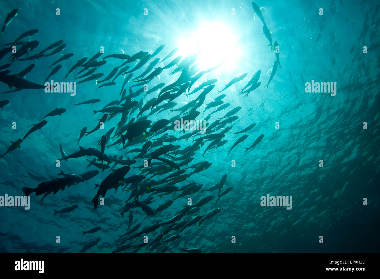 School of fish silhouetted by the sun Stock Photo