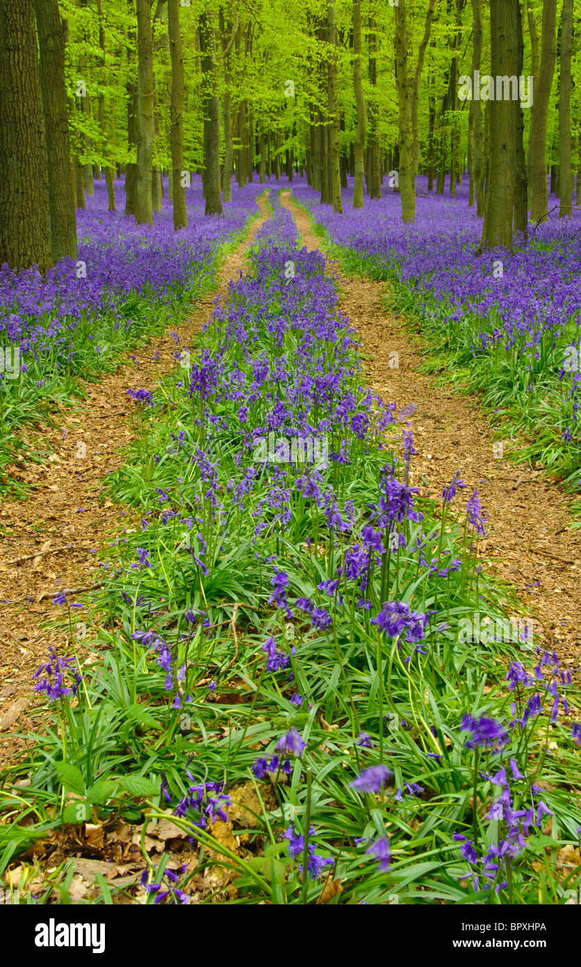 Ashridge estate bluebells hi-res stock photography and images - Alamy