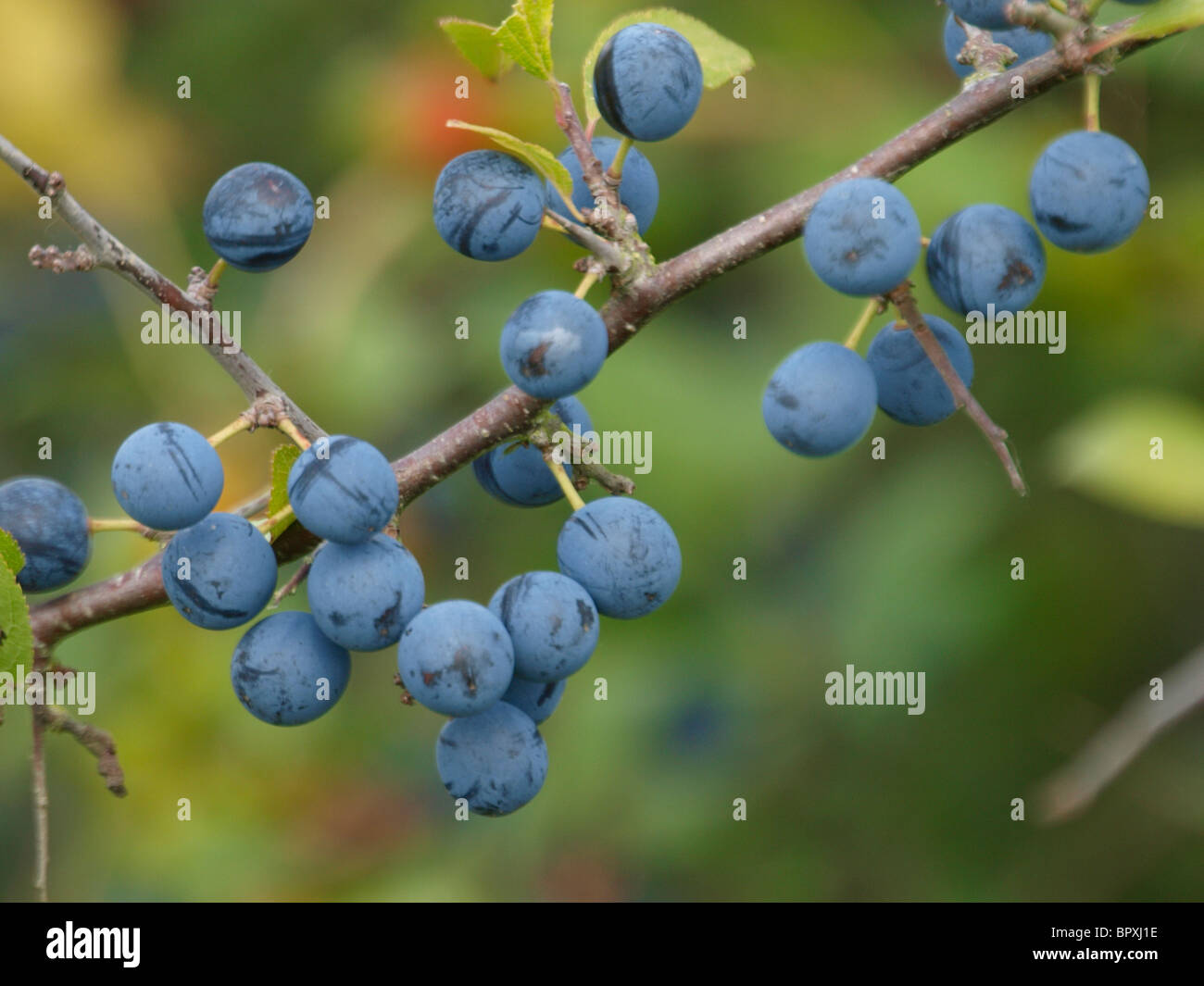 Sloe berries, UK Stock Photo Alamy