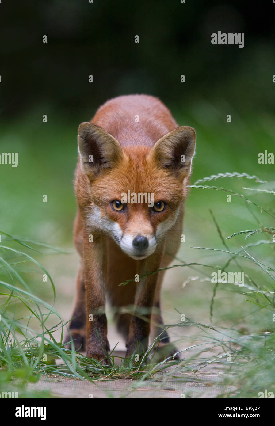 EUROPEAN RED FOX (Vulpes vulpes) in urban garden, South London, UK. Stock Photo