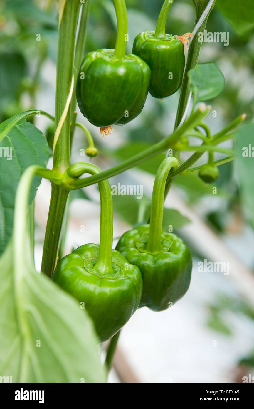 Paprika plant with almost ripe green vegetables in greenhouse Stock Photo Alamy