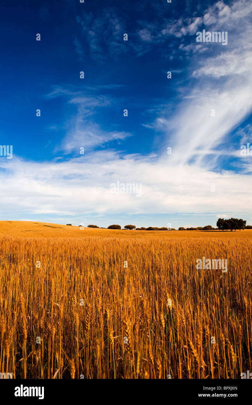 Yellow wheat field with a great blue sky and clouds Stock Photo - Alamy