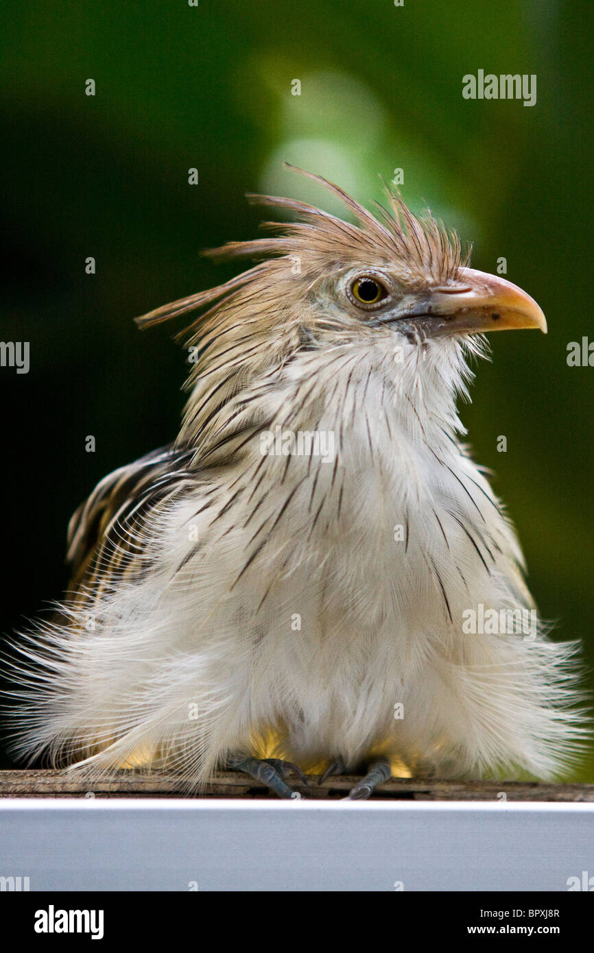 Guira cuckoo (Guira guira) Stock Photo