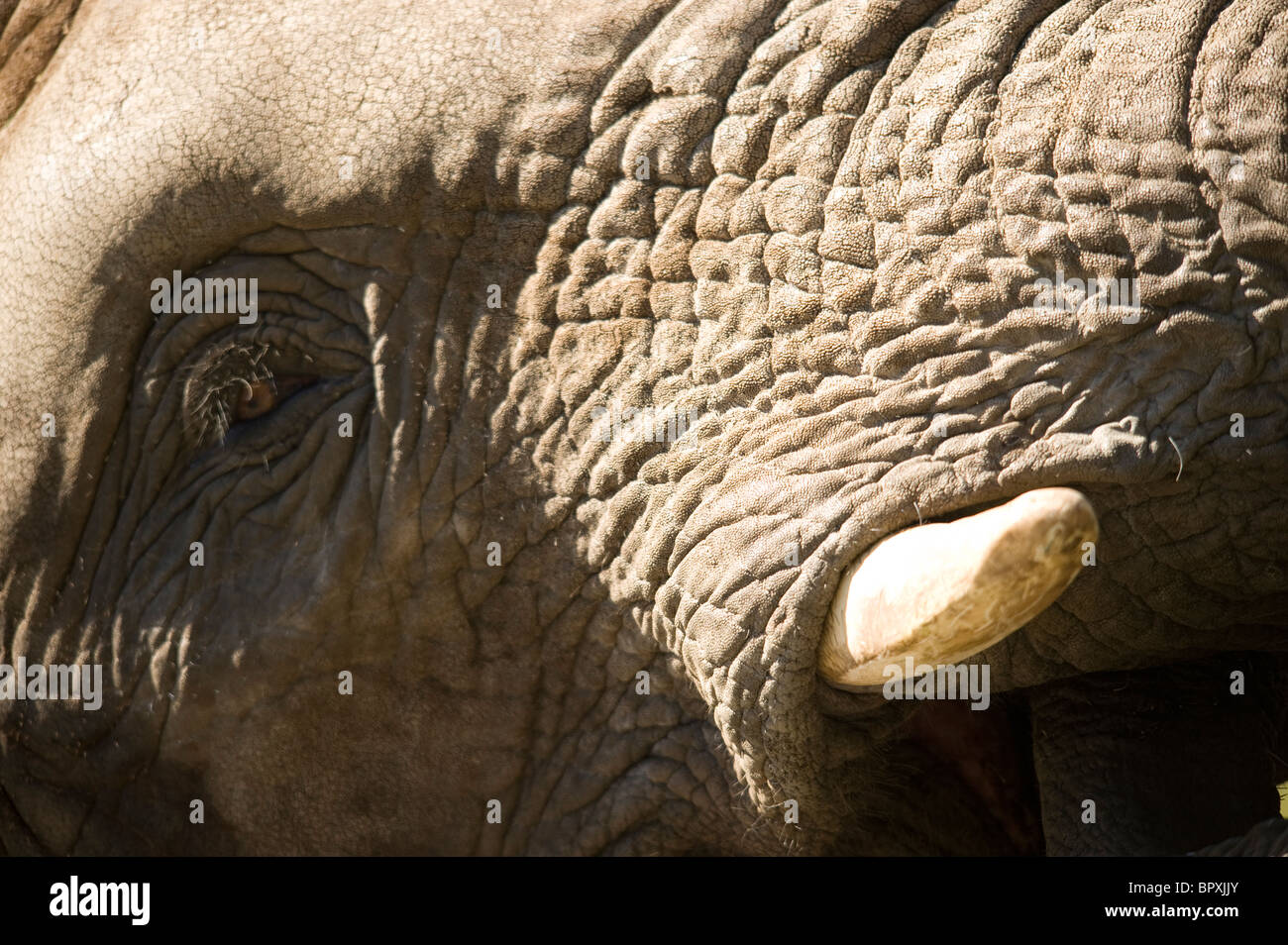 Elephant Teeth High Resolution Stock Photography and Images Alamy