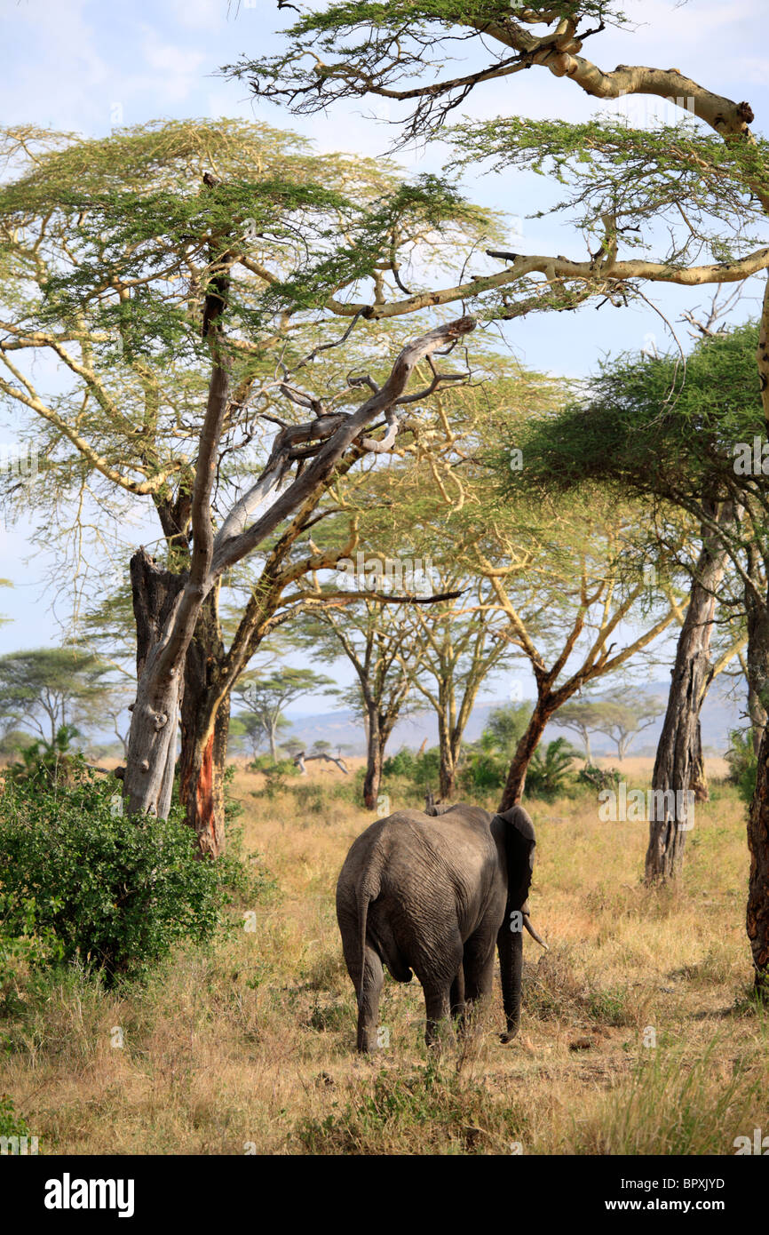 African Elephant  (Loxodonta africana), Selous Game Reserve, Tanzania Stock Photo
