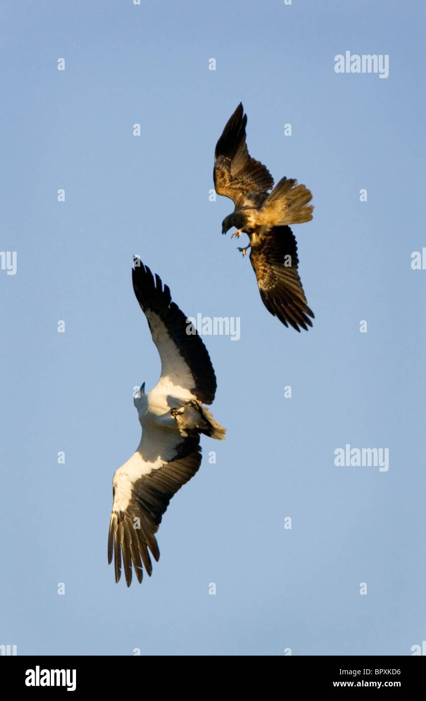 Australia Stock Photo