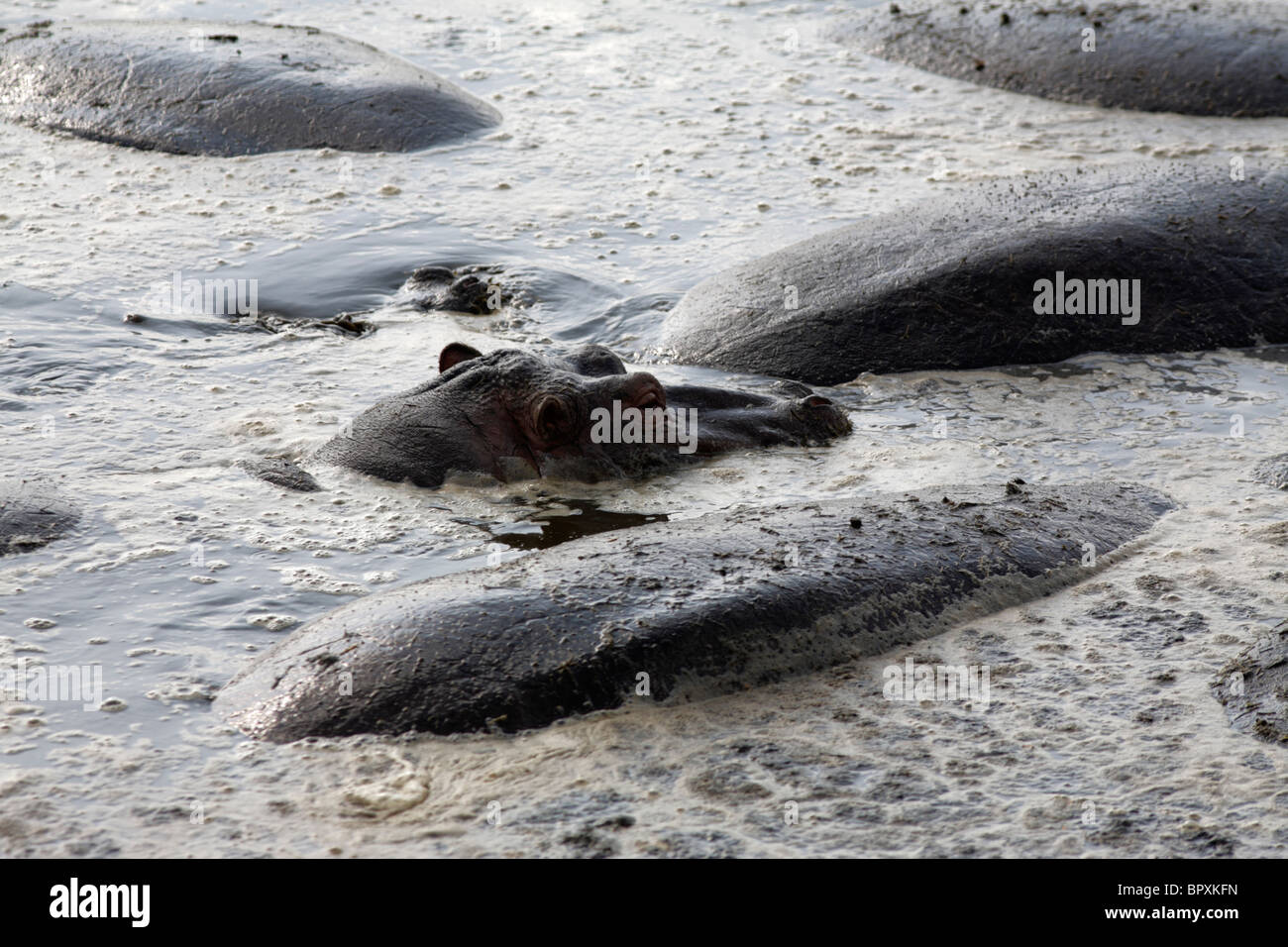 Hippopotamus (Hippopotamus amphibius) submerged in the water, Serengeti National Park, Tanzania Stock Photo