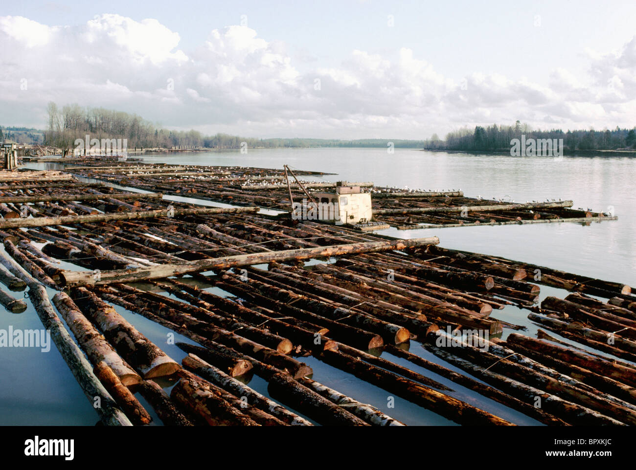 Fraser River, Vancouver, BC, British Columbia, Canada Logs in Log