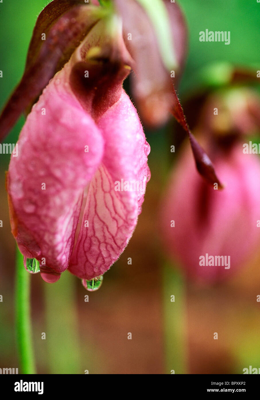 Lady's Slippers hang with droplets of morning dew, Maine. Stock Photo