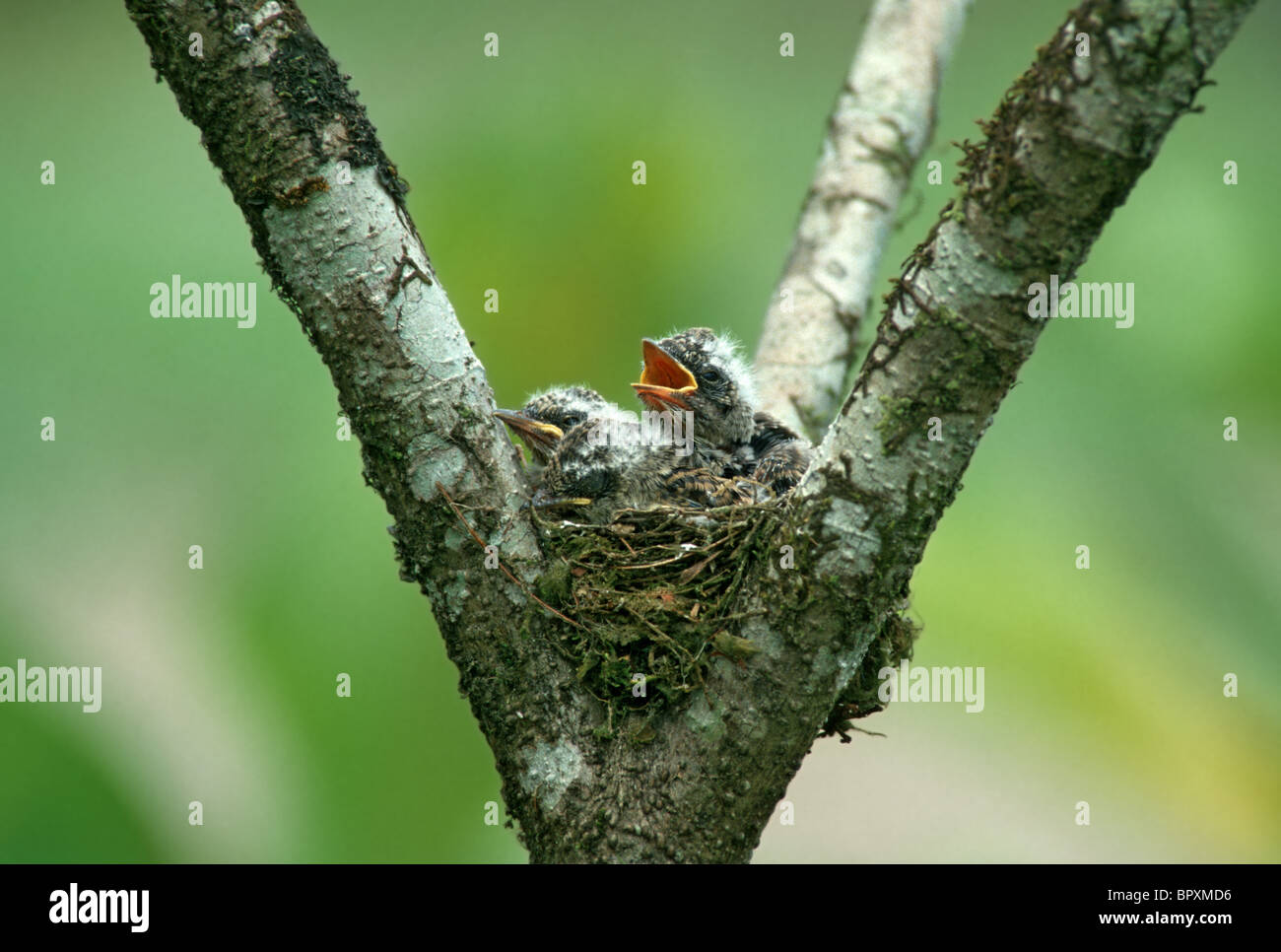 Tropical Pewee Nest & young. Stock Photo