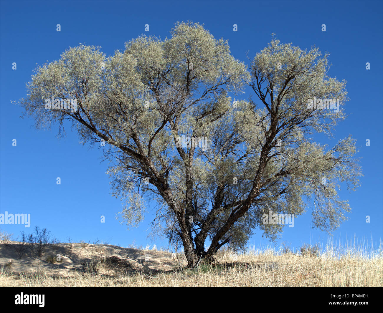 African Acacia tree (Acacia haematoxylon) against a blue sky, South Africa Stock Photo