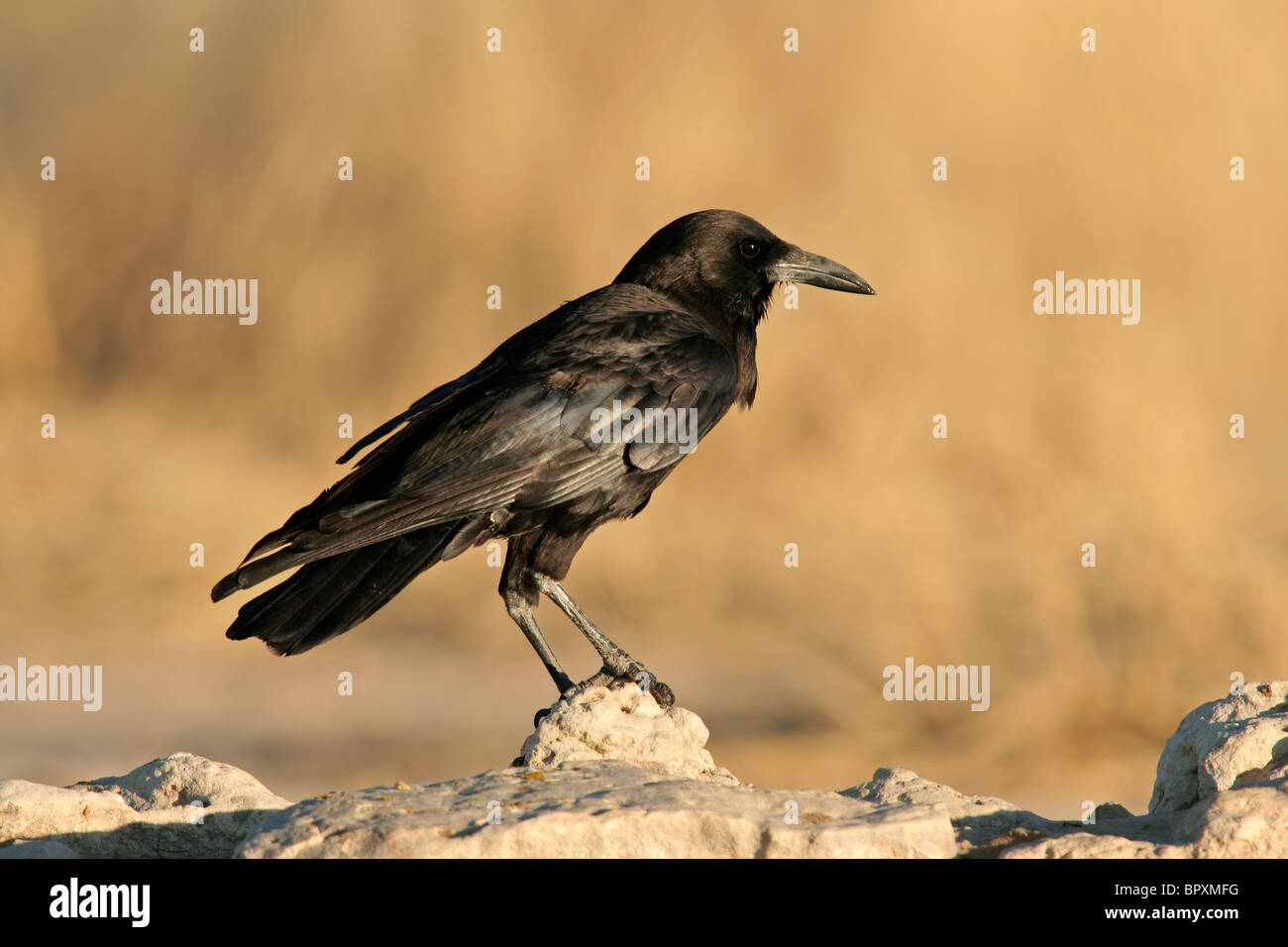 Shiny Black Bird High Resolution Stock Photography and Images - Alamy