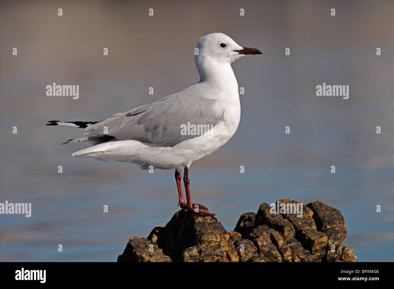 A Hartlaubs gull (Larus hartlaubii) perched on a rock, South Africa Stock Photo