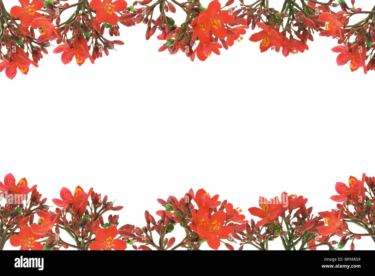 Red floral design border with copy space on white background Stock Photo