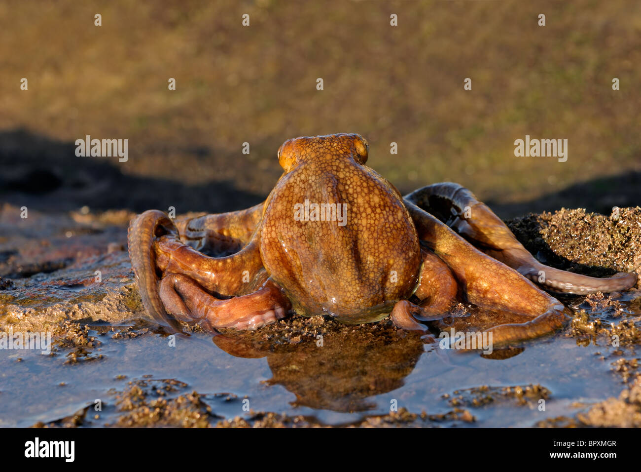 An octopus (Octopus vulgaris) in a shallow coastal rock pool, South