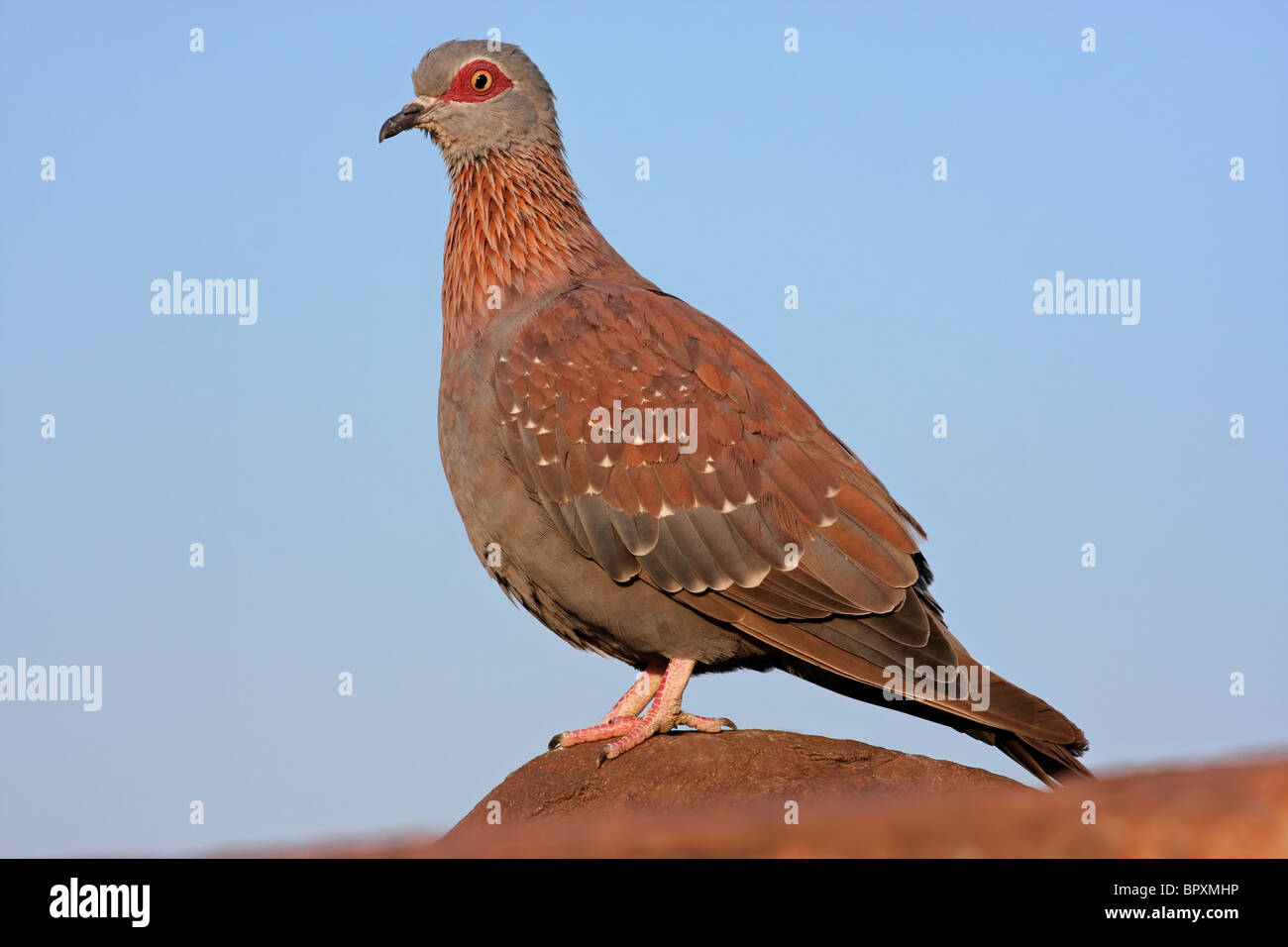 Rock pigeon (Columba guinea) perched on a rock, South Africa Stock Photo