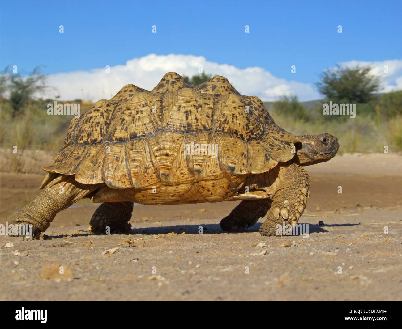 Mountain tortoise (Geochelone pardalis) in natural environment, South Africa Stock Photo