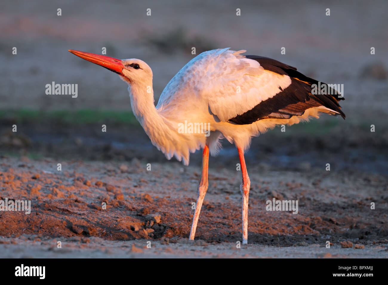Migratory white stork (Ciconia ciconia) in early morning light, South Africa Stock Photo