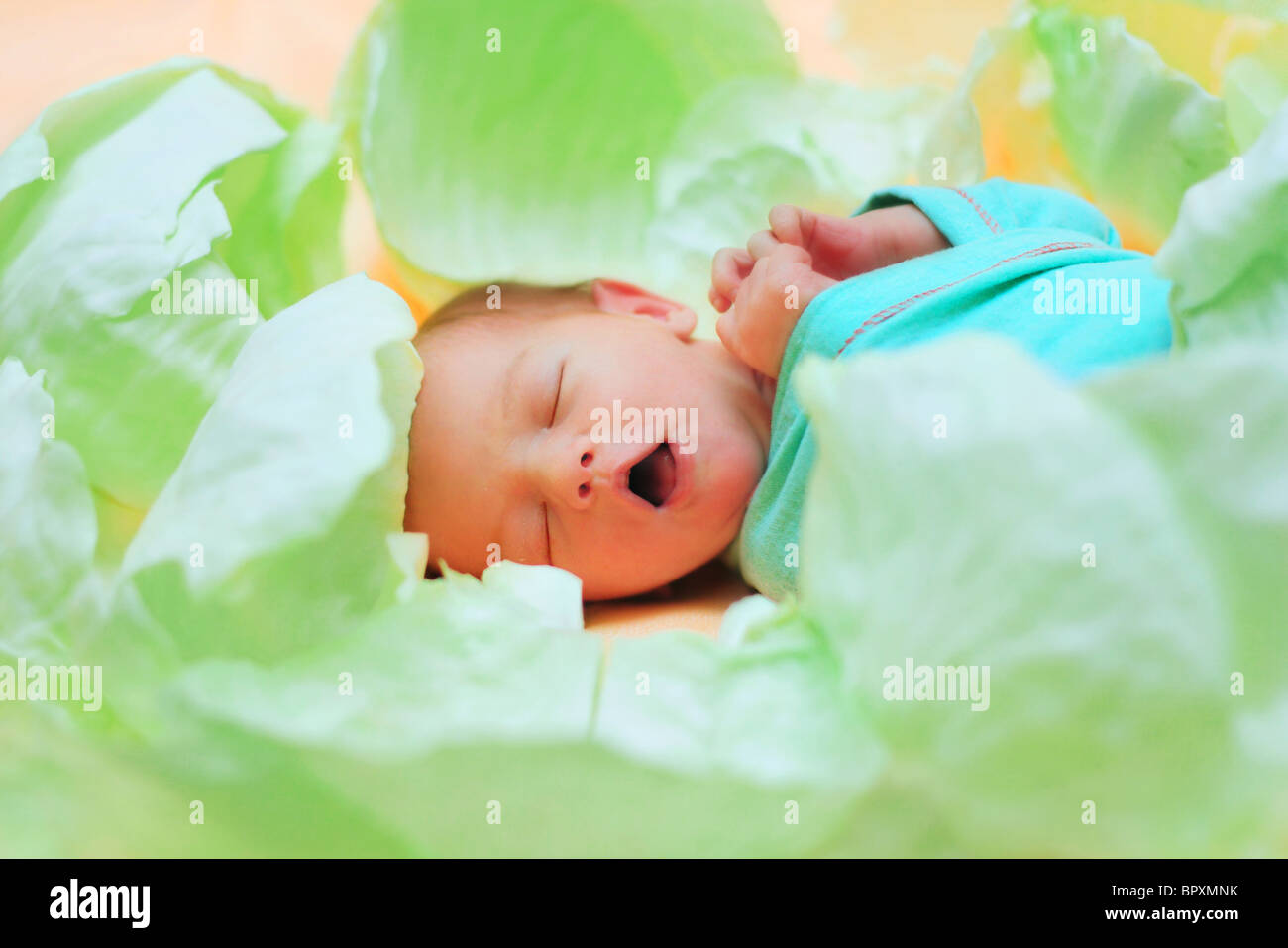 beautiful newborn baby in the green cabbage Stock Photo Alamy