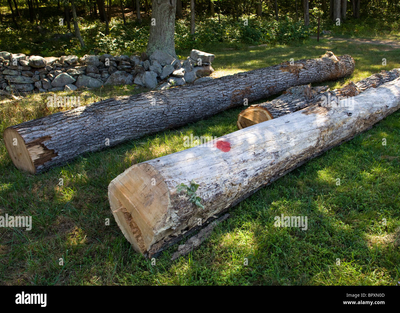 Newly felled tree trunks Stock Photo