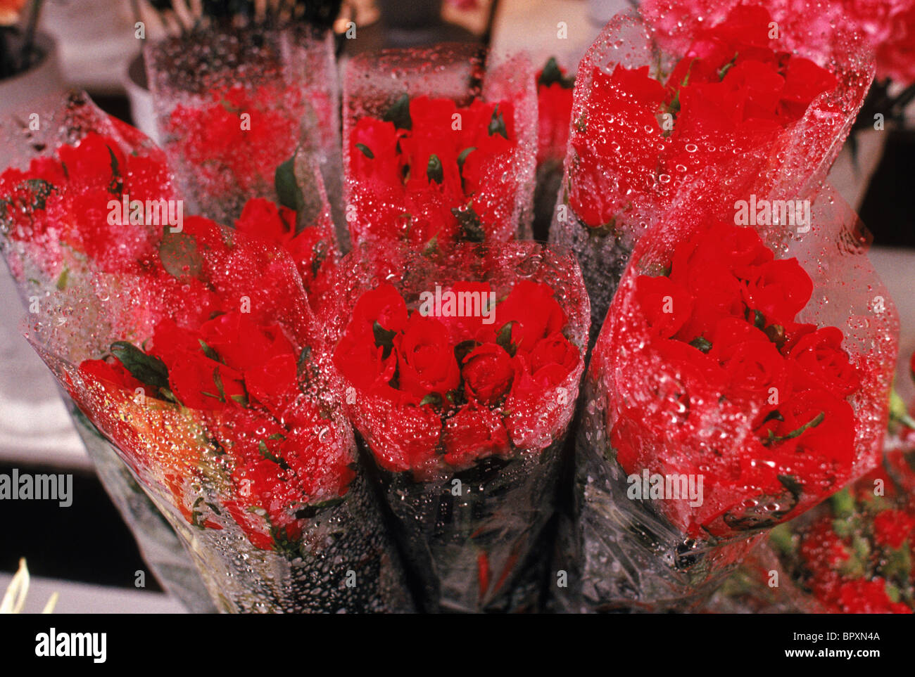 Red roses wrapped in cellophane Stock Photo Alamy