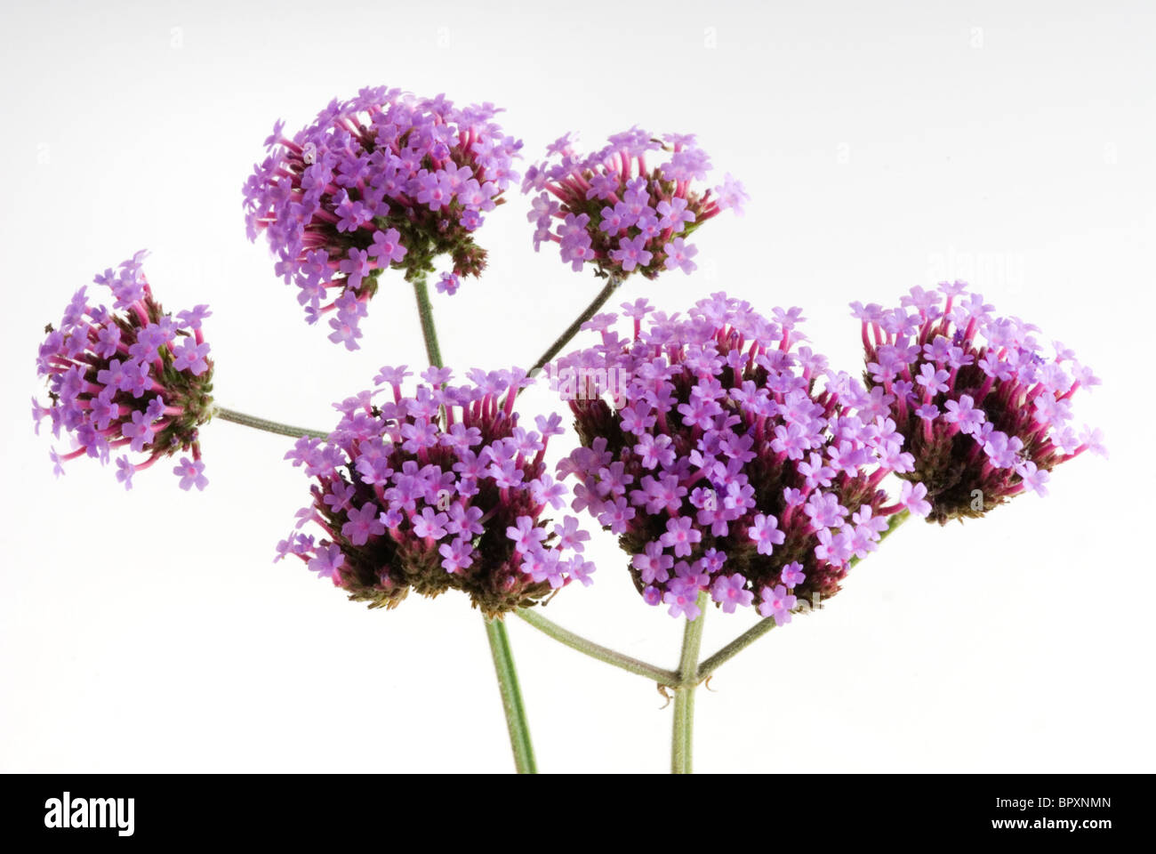 Verbena bonariensis, verbena patagonica Stock Photo