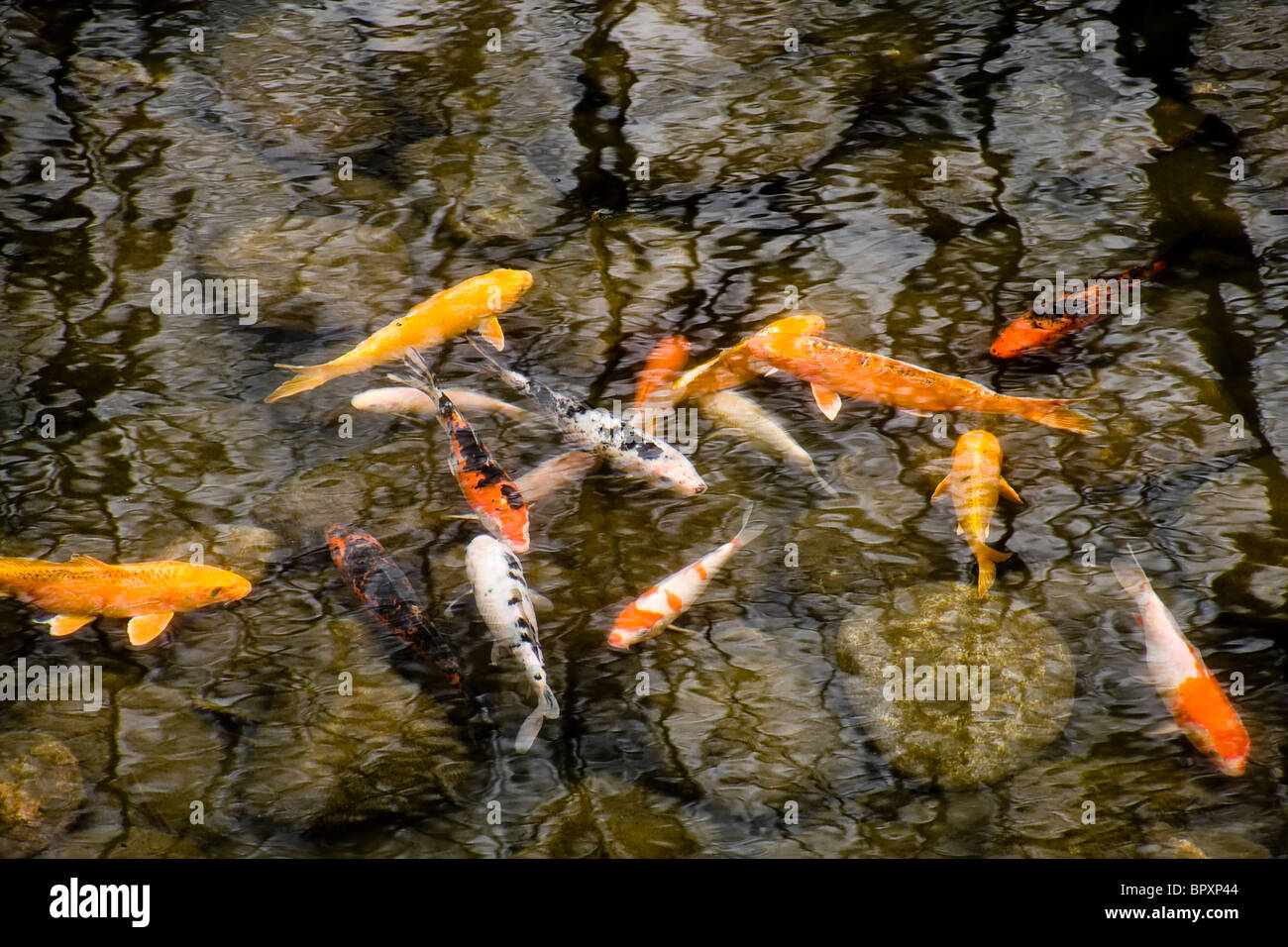 Shoal of goldfish in a small pond Stock Photo