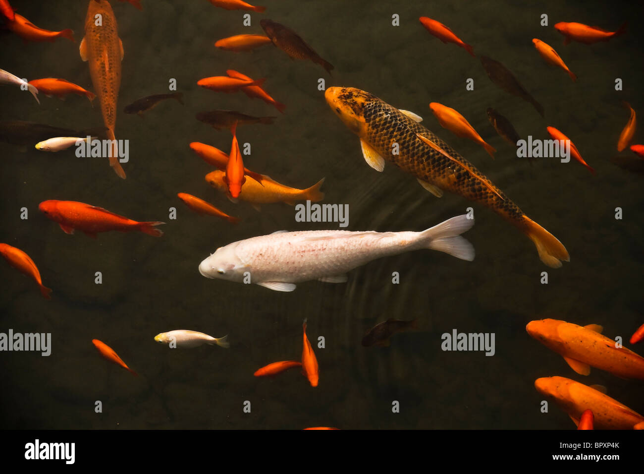 Shoal of goldfish in a small pond Stock Photo