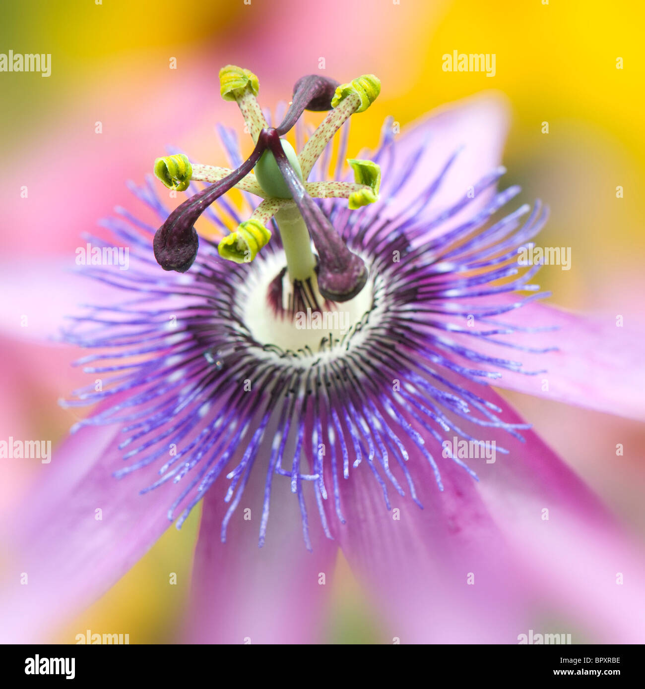 Close-up macro image of a single flowerhead from the Passion Flower - Passiflora 'Lavender Lady' Stock Photo