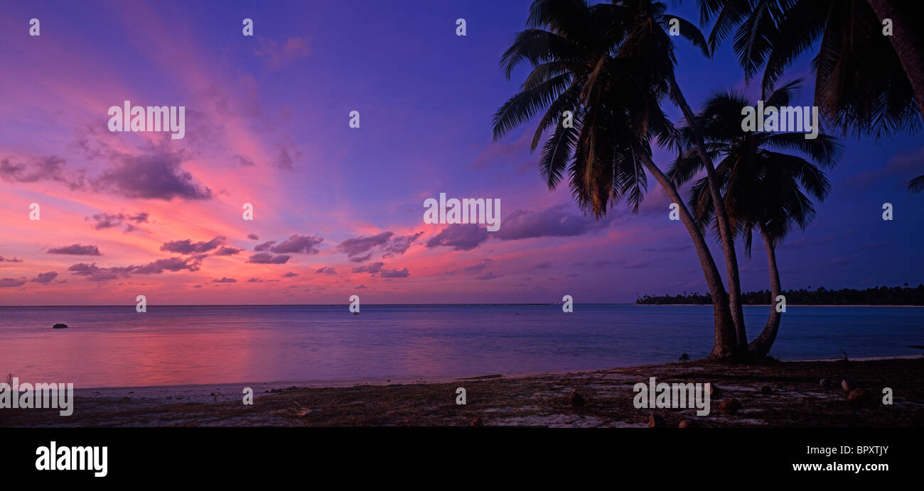 Palm tree on beach at sunset Stock Photo