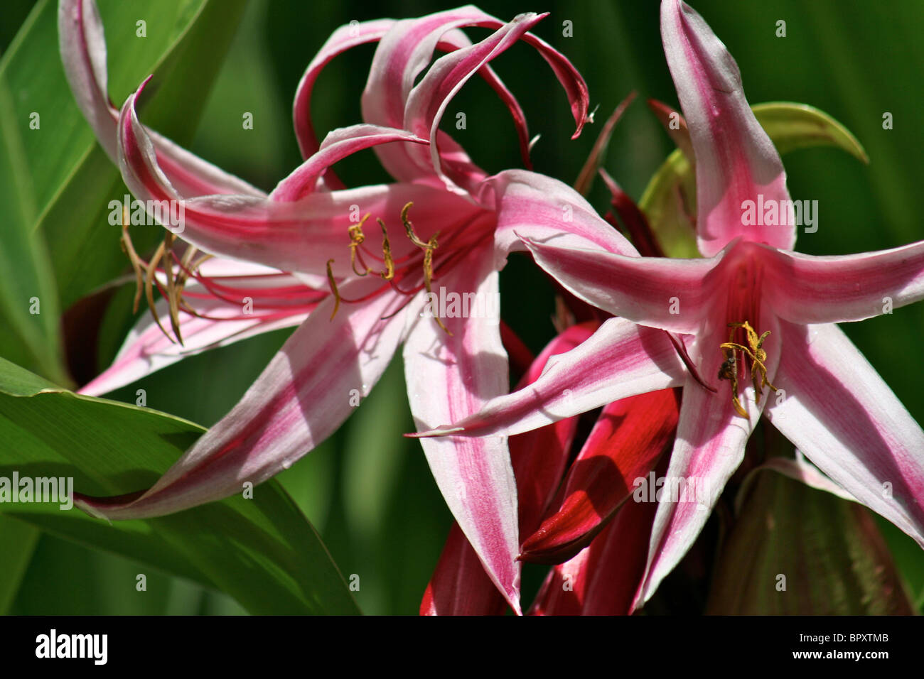 The pink and white striped Giant Spider Lily (Crinum augustum) native to the Seychelles Stock Photo