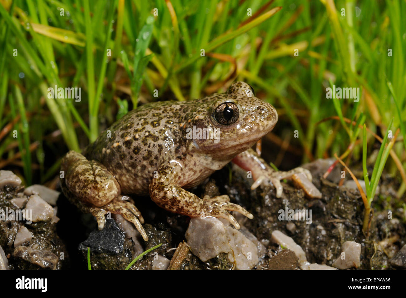 midwife toad (Alytes obstetricans, Alytes obstetricans boscai), on wet ...