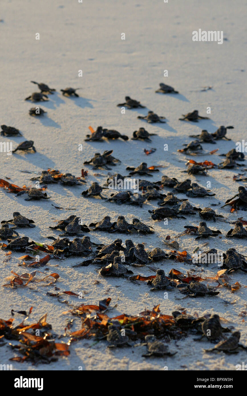 Release of 1 day old Hawksbill Turtles (Eretmochelys imbricata) hatchlings, on the beach of Bird Island at sunset Stock Photo