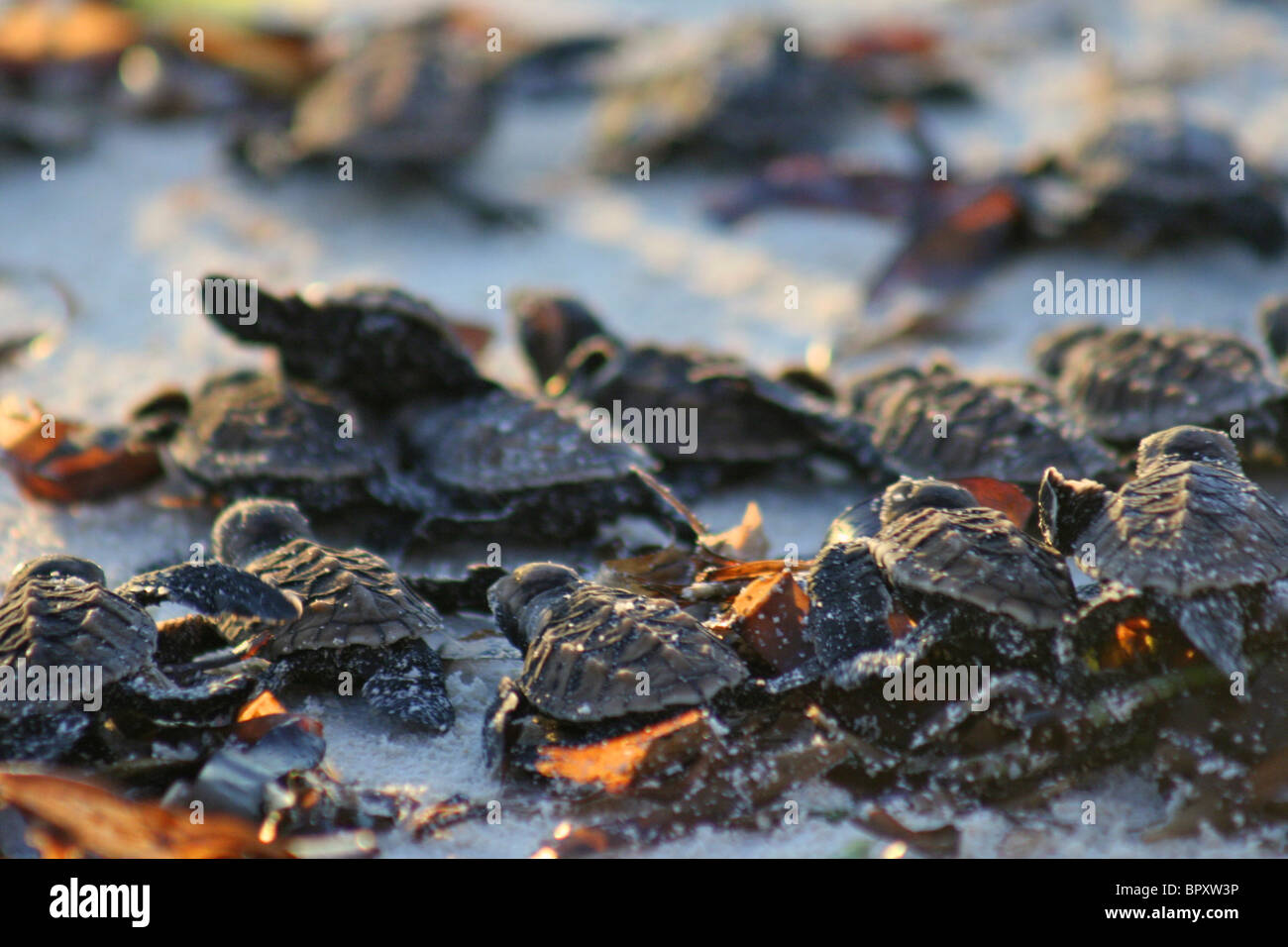 Release of 1 day old Hawksbill Turtles (Eretmochelys imbricata) hatchlings, on the beach of Bird Island at sunset Stock Photo