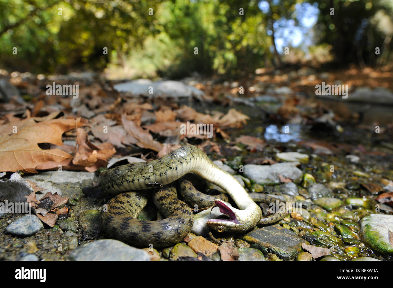 dice snake (Natrix tessellata), playing possum next to a creek, Greece, Creta Stock Photo
