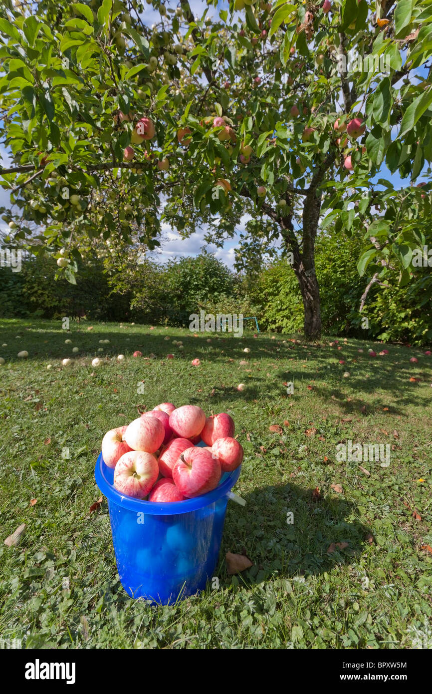 Collected dropped fruit hi-res stock photography and images - Alamy