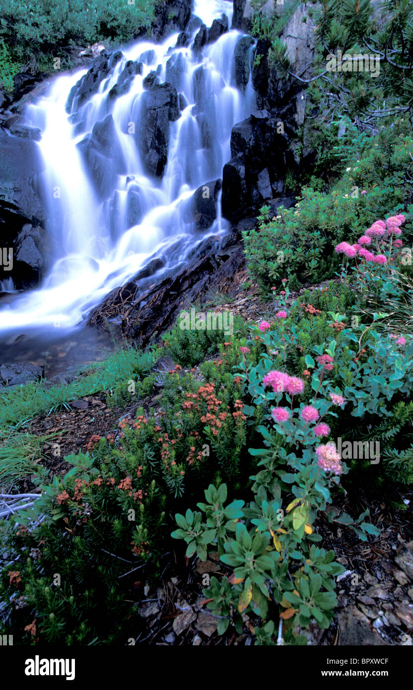 Wild flowers in sierra nevada hi-res stock photography and images - Alamy