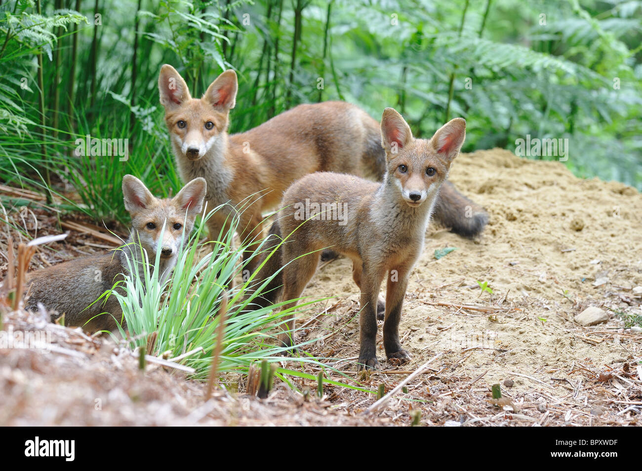 Common red fox (Vulpes vulpes) - Trio of five-month-old cubs standing ...