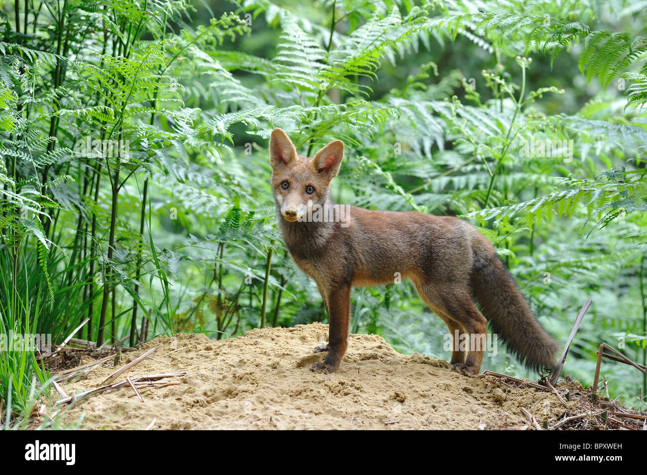 Common red fox (Vulpes vulpes) - Five-month-old cub standing close to ...