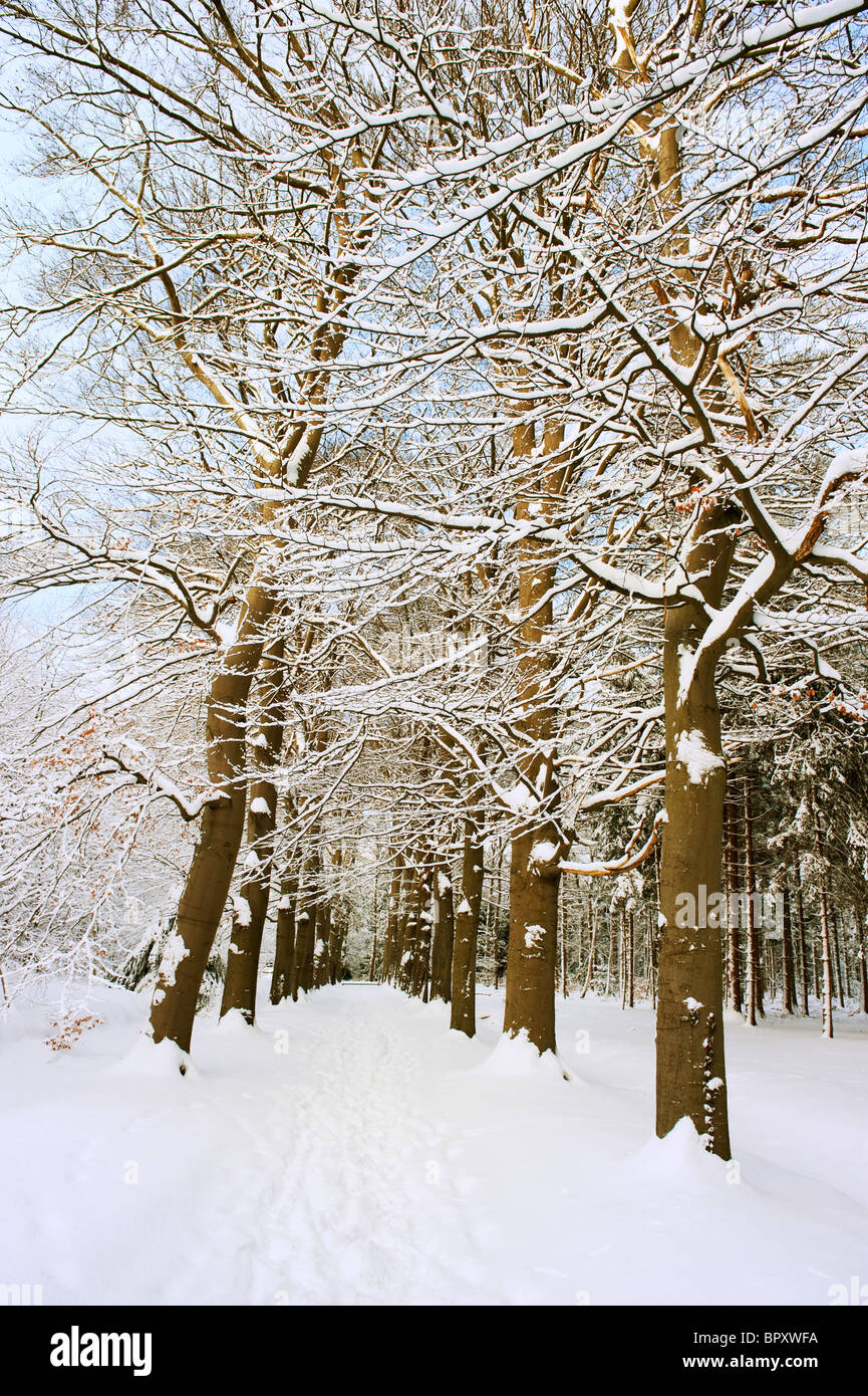 Snow in the forest Stock Photo Alamy